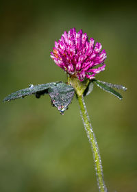 Close-up of purple flower