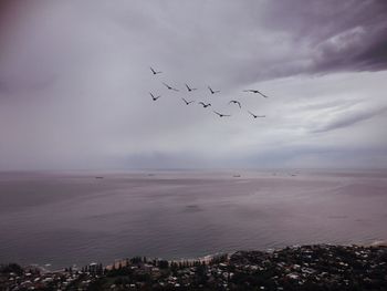 Birds flying over sea against sky