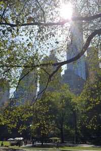 Trees in park during sunny day