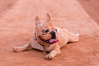 Dog relaxing on field