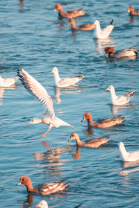 Swans swimming in lake