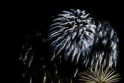 Close-up of palm tree against black background