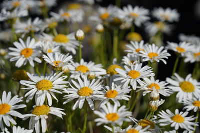 Close-up of white daisy flowers