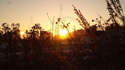 Sun shining through trees