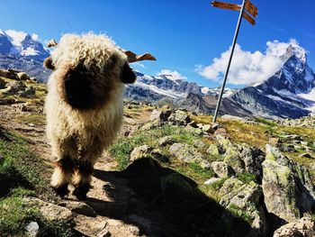 View of sheep on mountain against sky