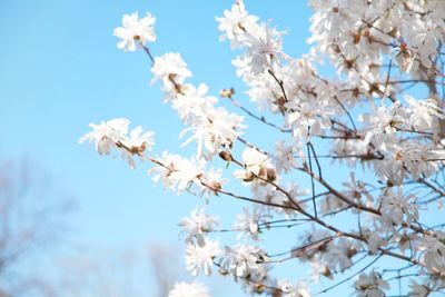 Low angle view of cherry blossoms against sky