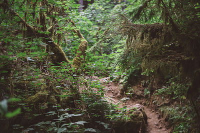 Trees in forest