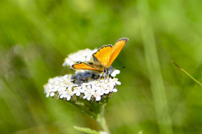 Close-up of butterfly pollinating on flower