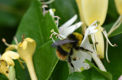 Close-up of bee pollinating on flower