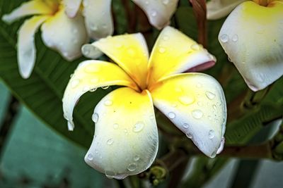 Close-up of raindrops on yellow lily blooming outdoors