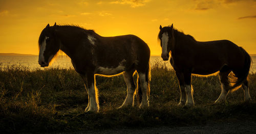 Horse standing in a field