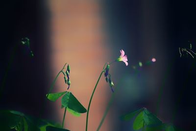 Close-up of plants against blurred background