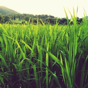 Scenic view of landscape against clear sky