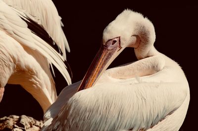 Close-up of pelican