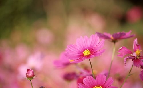 Close-up of pink flower