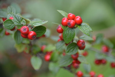 Close-up of berries growing on tree