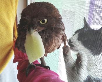 Close-up of a hand holding bird