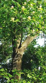 Low angle view of tree