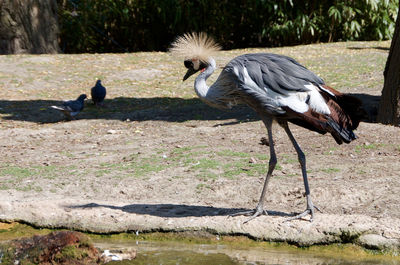 Birds on field