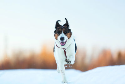 Portrait of dog running in snow