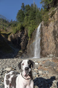 Portrait of dog against waterfall in forest