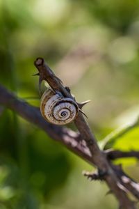 Close-up of snail on branch