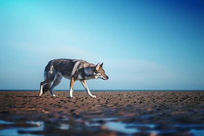 Dog standing on beach against clear sky