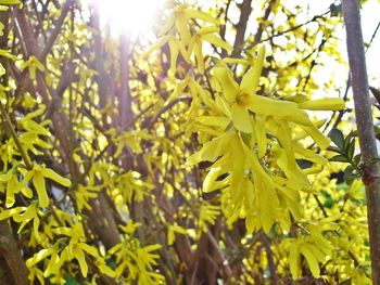 Low angle view of leaves