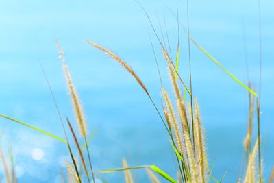 Close-up of stalks against blue sky