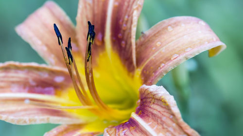 Macro shot of water drops on lily