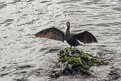 Bird flying over lake