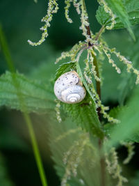 Close-up of shell on plant