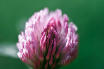 Close-up of pink rose flower