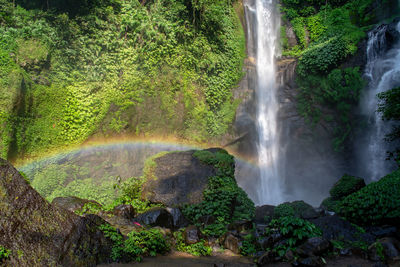 Scenic view of waterfall in forest
