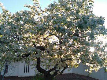 Low angle view of flowers blooming on tree