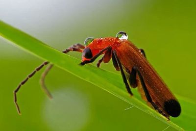 Close-up of insect on leaf