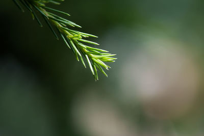 Full frame shot of pine leaf