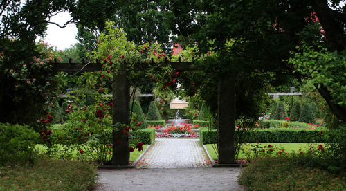 Flowers in garden