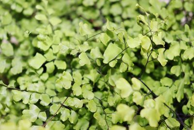 High angle view of plant leaves
