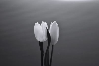 Close-up of white rose against gray background