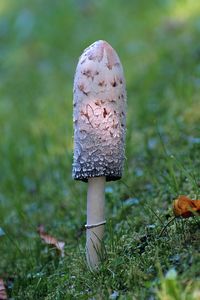 Close-up of mushroom growing on field