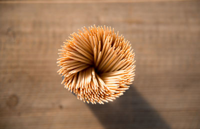 High angle view of leaf on table