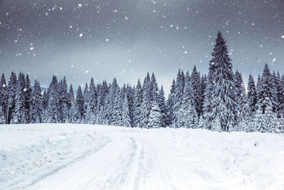 Snow covered pine trees against sky