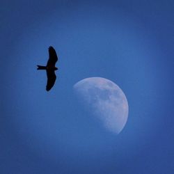 Low angle view of bird flying against blue sky