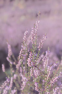 Close-up of purple flowers