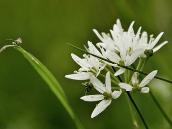 Close-up of white flowering wild garlic plant. tiny fly on leaf looking at camera.