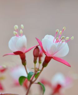 Close-up of flower against blurred background