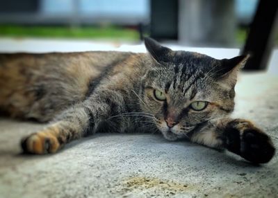 Close-up portrait of a cat resting