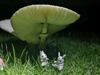 Close-up of a mushrooms