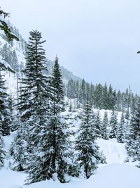 Pine trees on snow covered land against sky